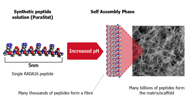 Peptide-formation-diagram-PSv2