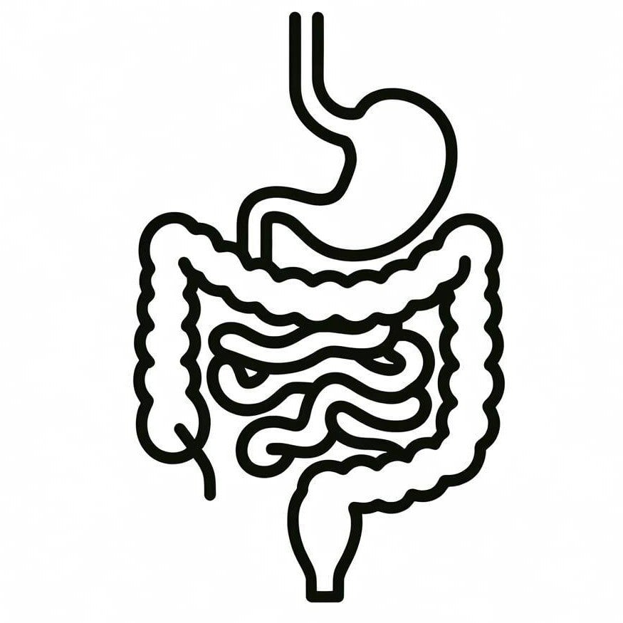 black line icon showing gastrointestinal tract-1