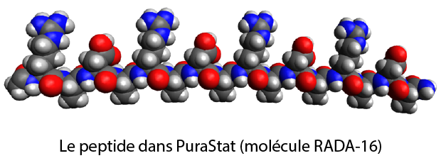 RADA-16 molecule